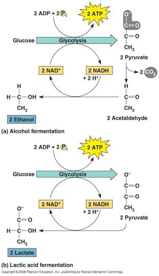 Lactic Acid Fermentation - Step Involved in Lactic Acid Fermentation
